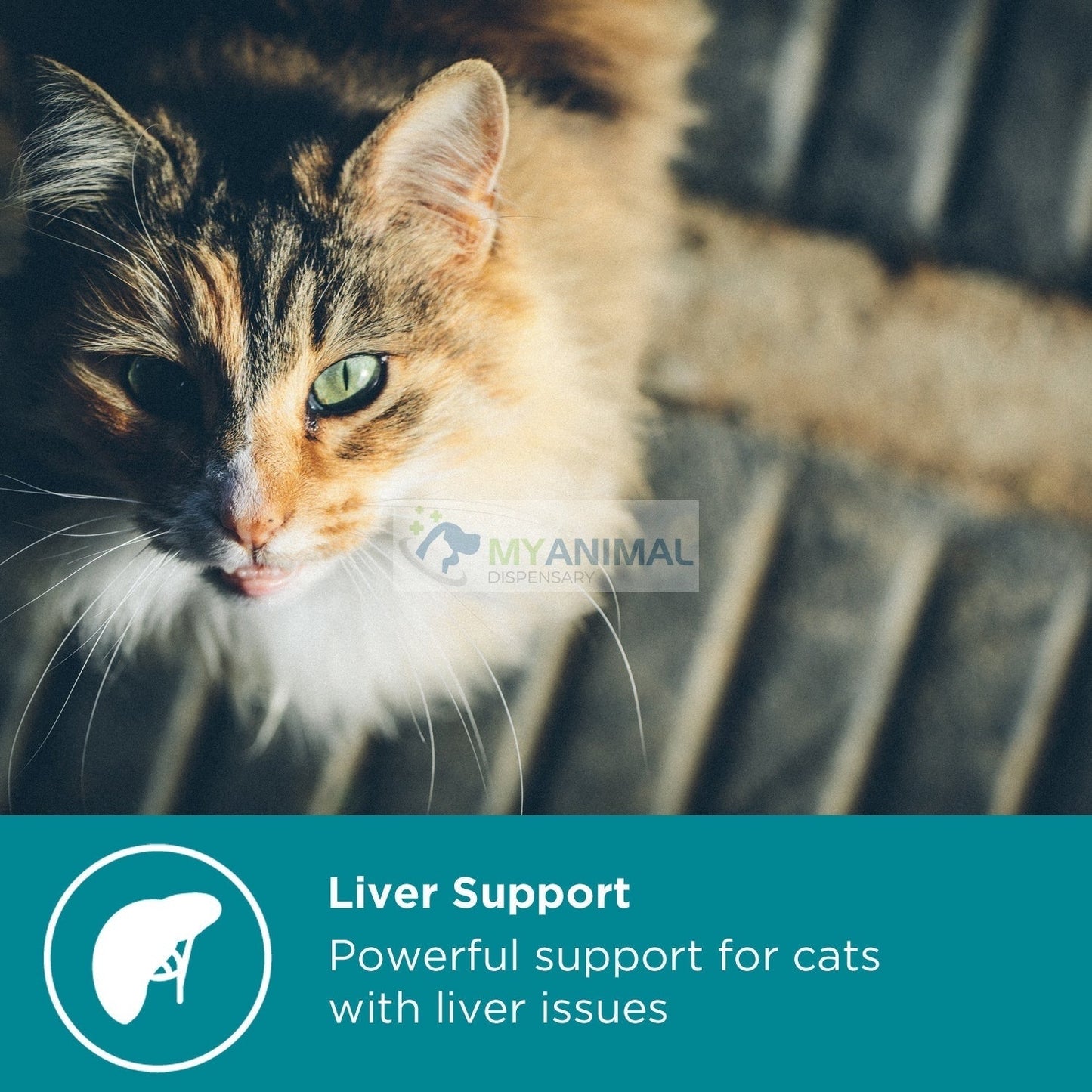 MaxxiPaws MaxxiSAMe Liver Supplement for Cats Trial Pack (Free with purchase above $99)